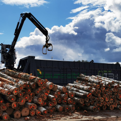 pine logs container loading